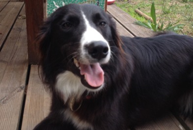 Disappearance alert Dog  Female , 12 years Seignosse France