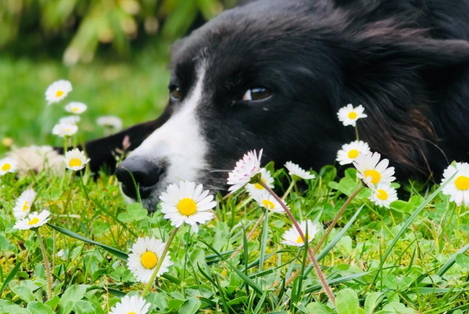 Disappearance alert Dog  Female , 12 years Seignosse France