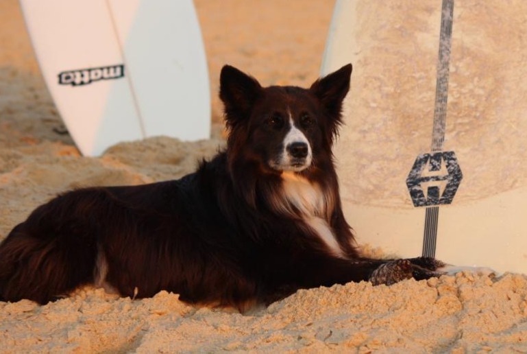 Disappearance alert Dog  Female , 12 years Seignosse France