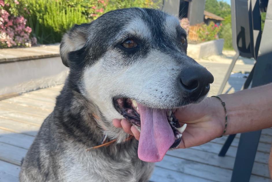 Discovery alert Dog miscegenation  Male Saint-Rémy France