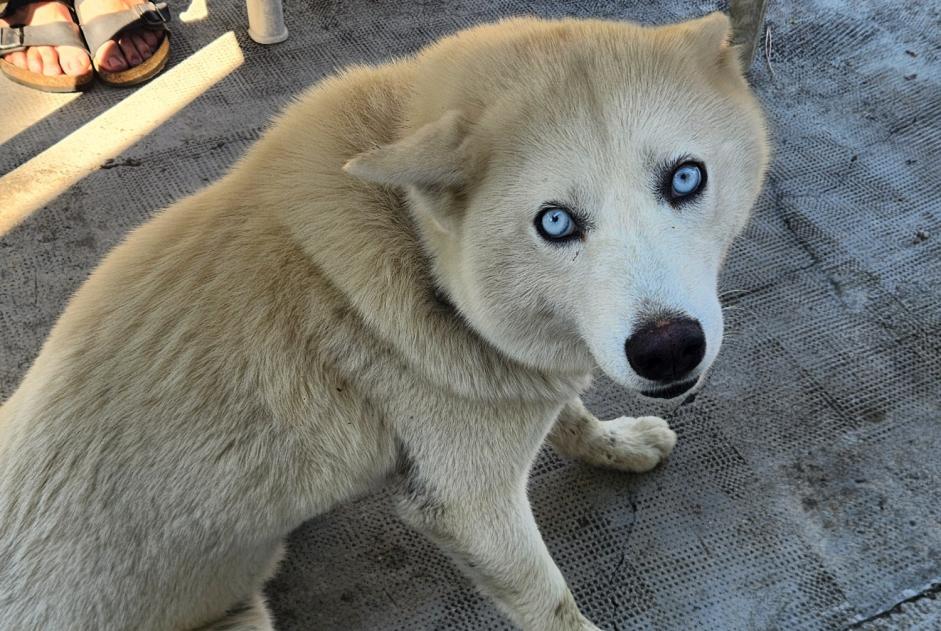Discovery alert Dog  Female Montesquieu France