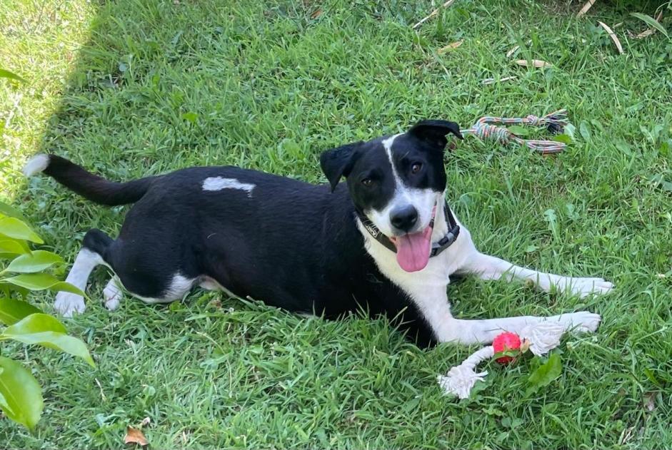 Discovery alert Dog miscegenation  Male Saint-Pol-de-Léon France