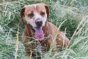 Discovery alert Dog miscegenation  Unknown Videix France