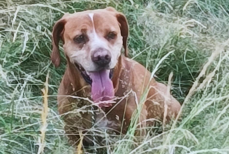 Discovery alert Dog miscegenation  Unknown Videix France