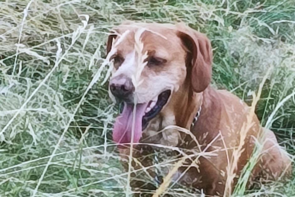 Discovery alert Dog miscegenation  Unknown Videix France