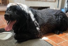 Discovery alert Dog  Unknown Le Pré-d'Auge France