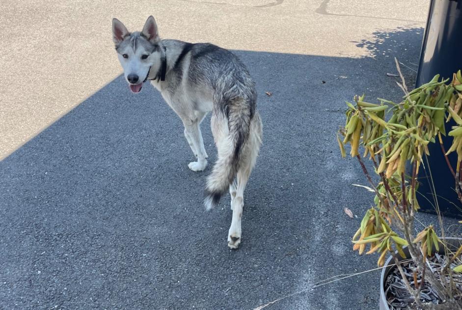 Discovery alert Dog  Male Chavanod France