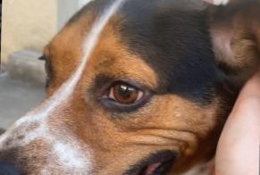 Discovery alert Dog miscegenation  Male Poligny France
