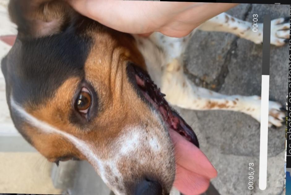 Discovery alert Dog miscegenation  Male Poligny France