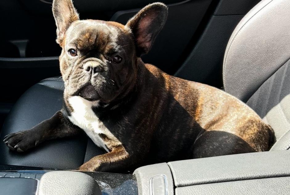 Disappearance alert Dog  Female , 1 years Vignoc France