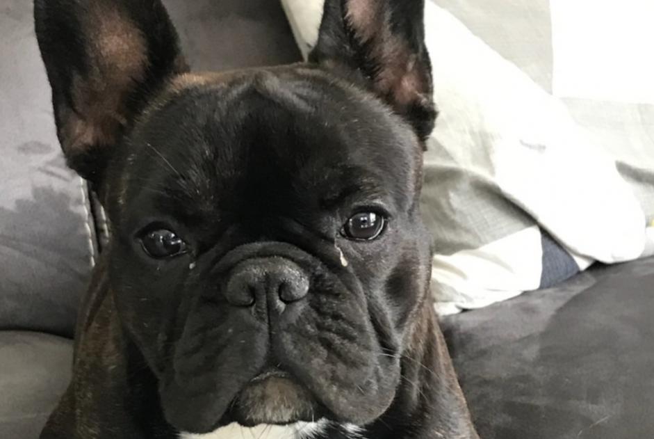 Disappearance alert Dog  Female , 1 years Vignoc France