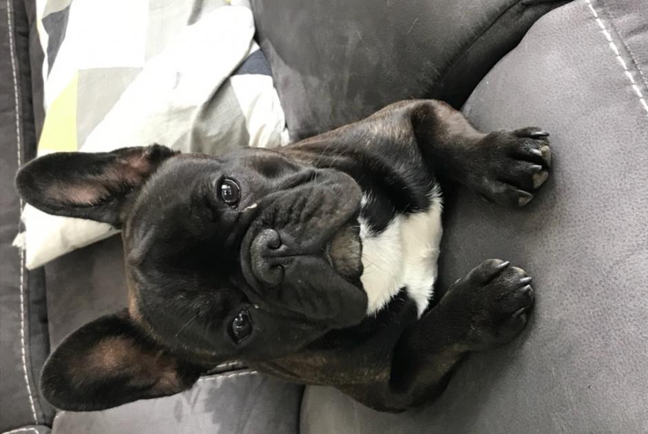 Disappearance alert Dog  Female , 1 years Vignoc France