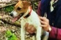 Disappearance alert Dog  Female , 4 years Plassac France