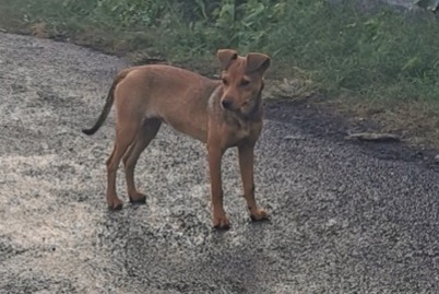 Discovery alert Dog Unknown Saint-Pierre France