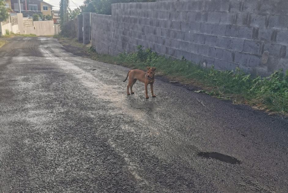 Discovery alert Dog Unknown Saint-Pierre France