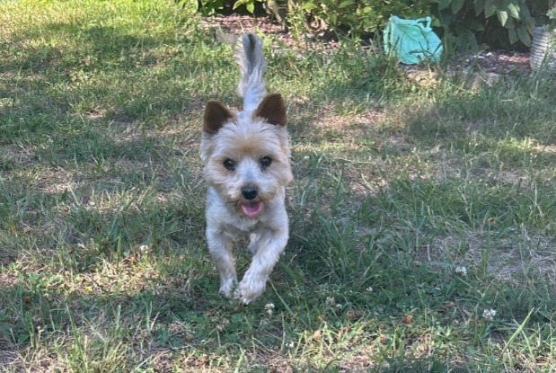 Discovery alert Dog  Female Leffrinckoucke France