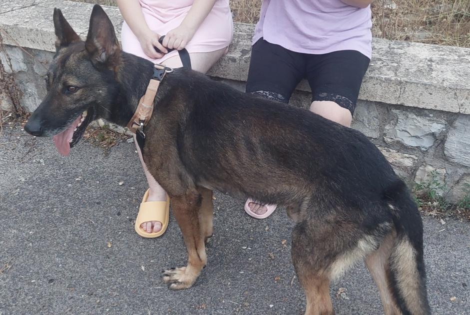Discovery alert Dog miscegenation  Male , 3 years Draguignan France