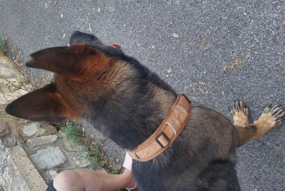 Discovery alert Dog miscegenation  Male , 3 years Draguignan France