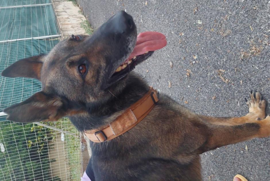 Discovery alert Dog miscegenation  Male , 3 years Draguignan France