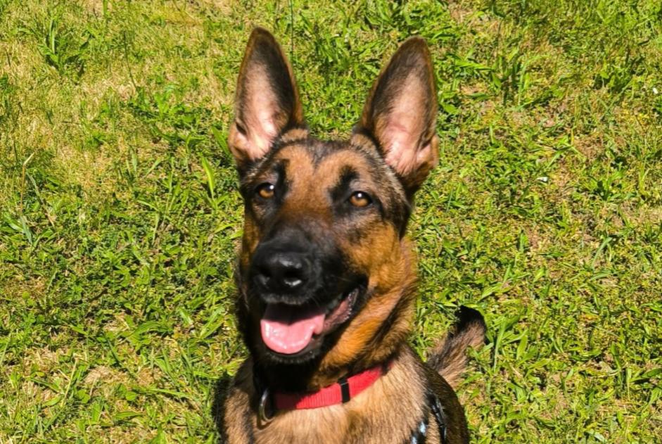 Disappearance alert Dog miscegenation  Female , 1 years Courpière France