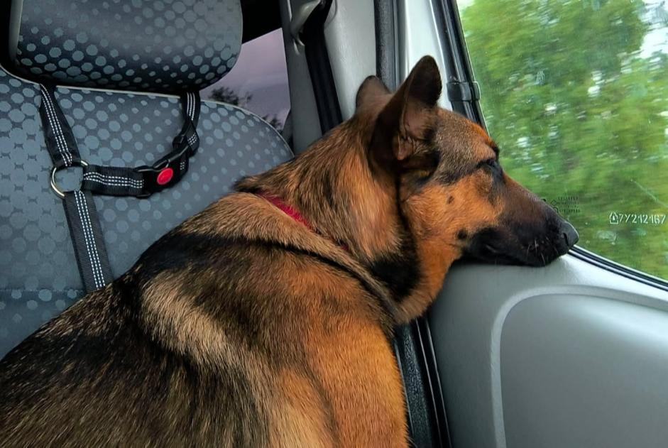 Disappearance alert Dog miscegenation  Female , 1 years Courpière France