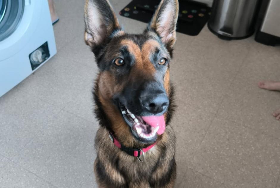 Disappearance alert Dog miscegenation  Female , 1 years Courpière France