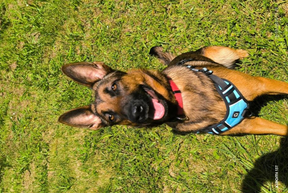 Disappearance alert Dog miscegenation  Female , 1 years Courpière France