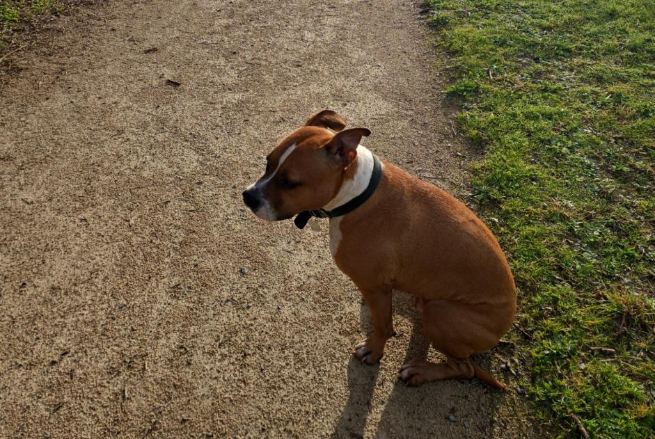 Disappearance alert Dog  Male , 7 years Toulouse France