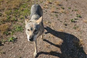 Discovery alert Dog  Unknown Saint-Uniac France