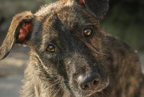 Disappearance alert Dog miscegenation  Female , 1 years Gréoux-les-Bains France