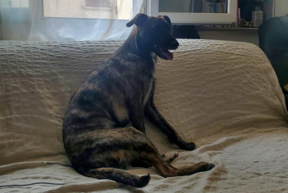 Disappearance alert Dog miscegenation  Female , 1 years Gréoux-les-Bains France