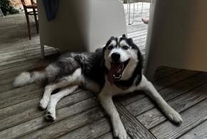 Discovery alert Dog  Male Azur France
