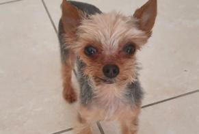 Disappearance alert Dog  Male , 11 years Saint-Paul-de-Fenouillet France