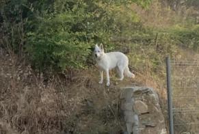 Discovery alert Dog  Unknown Montpellier France