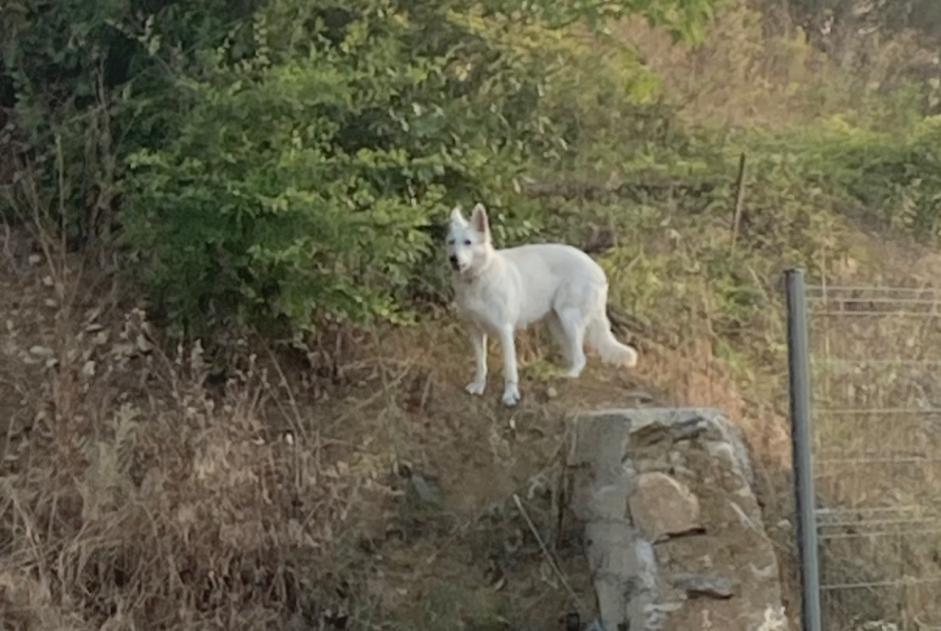 Discovery alert Dog  Unknown Montpellier France