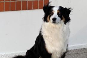 Disappearance alert Dog  Female , 10 years Cherbourg-en-Cotentin France