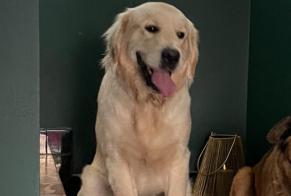 Disappearance alert Dog  Male , 1 years Tassin-la-Demi-Lune France