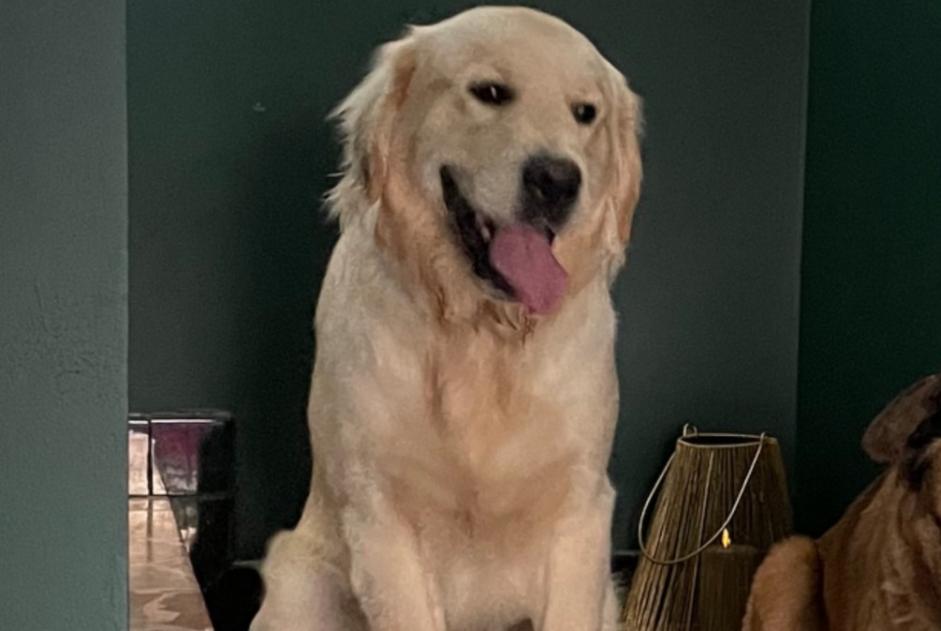 Disappearance alert Dog  Male , 1 years Tassin-la-Demi-Lune France