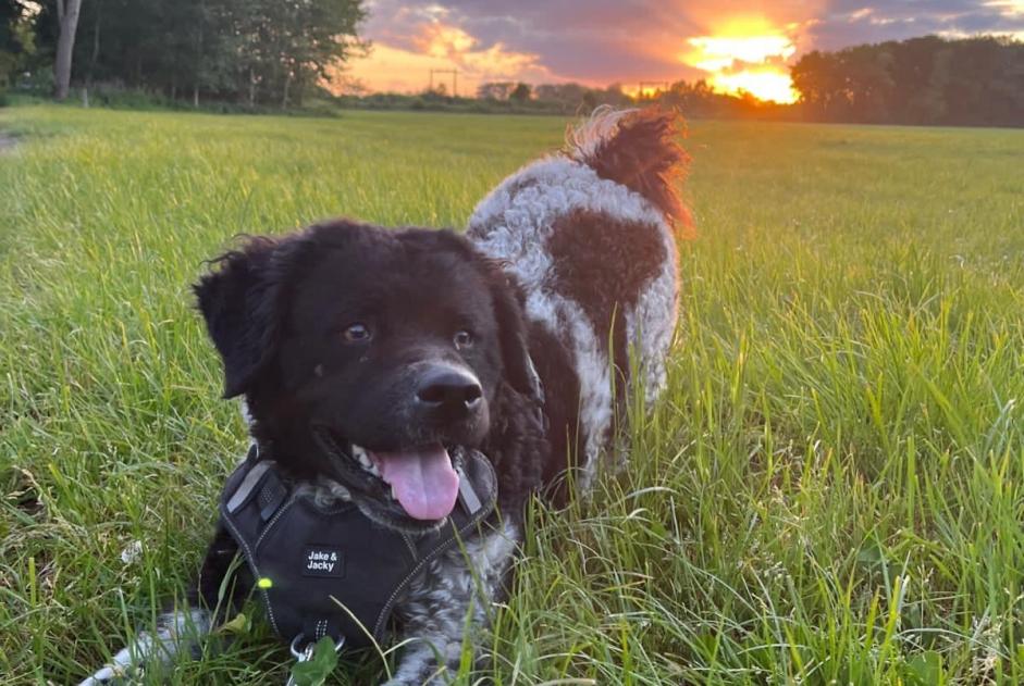 Disappearance alert Dog  Female , 4 years Les Portes-en-Ré France