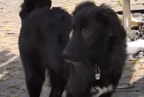 Disappearance alert Dog miscegenation  Male , 1 years Passy France