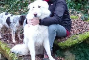 Disappearance alert Dog miscegenation  Male , 10 years Grancey-le-Château-Neuvelle France