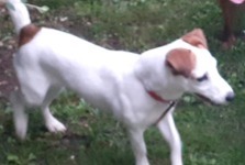 Disappearance alert Dog  Female , 9 years Labarthe-sur-Lèze France