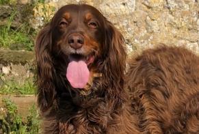 Disappearance alert Dog  Female , 9 years Esson France