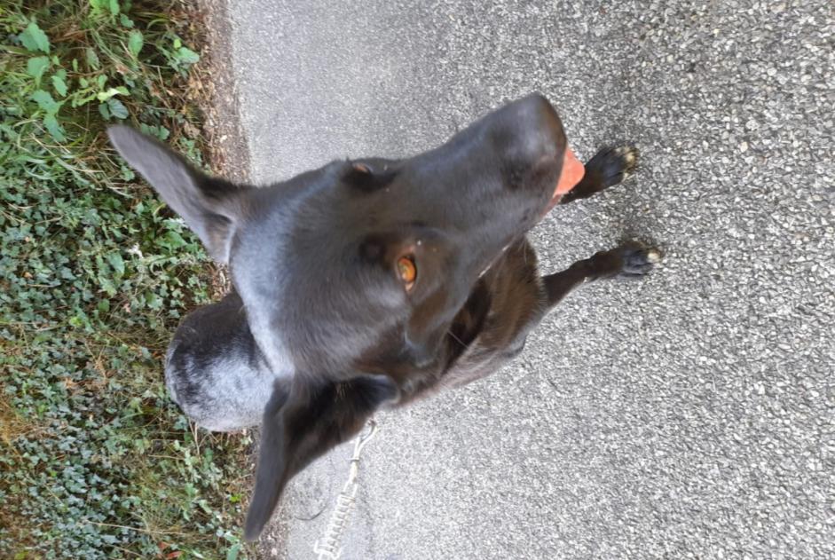 Discovery alert Dog miscegenation  Female Faramans France
