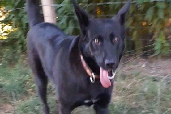 Discovery alert Dog miscegenation  Female Faramans France