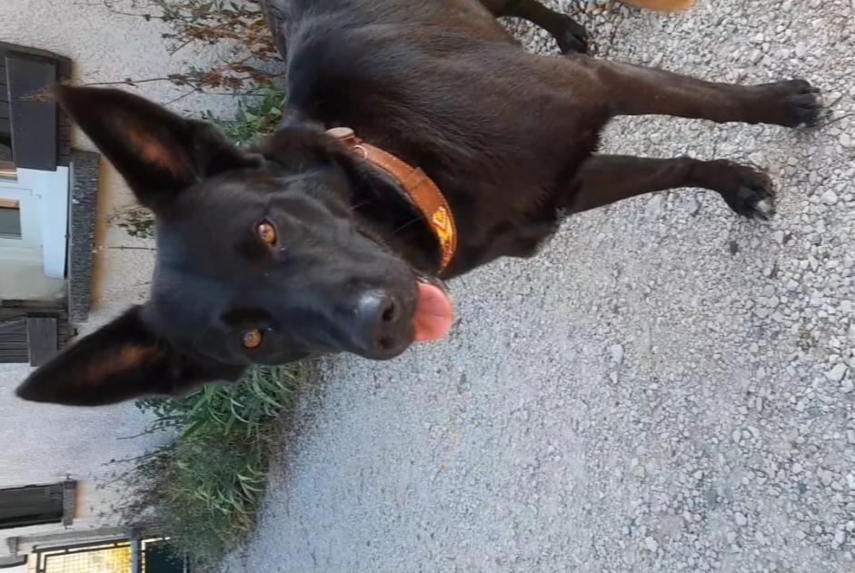 Discovery alert Dog miscegenation  Female Faramans France