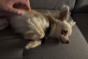 Discovery alert Dog  Male Loyettes France