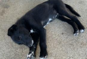 Discovery alert Dog Unknown Beyrie-sur-Joyeuse France