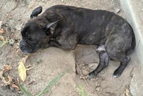 Discovery alert Dog Male Saint-Justin France
