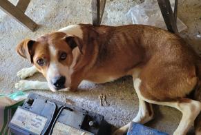 Discovery alert Dog Female , 3 years Bayac France